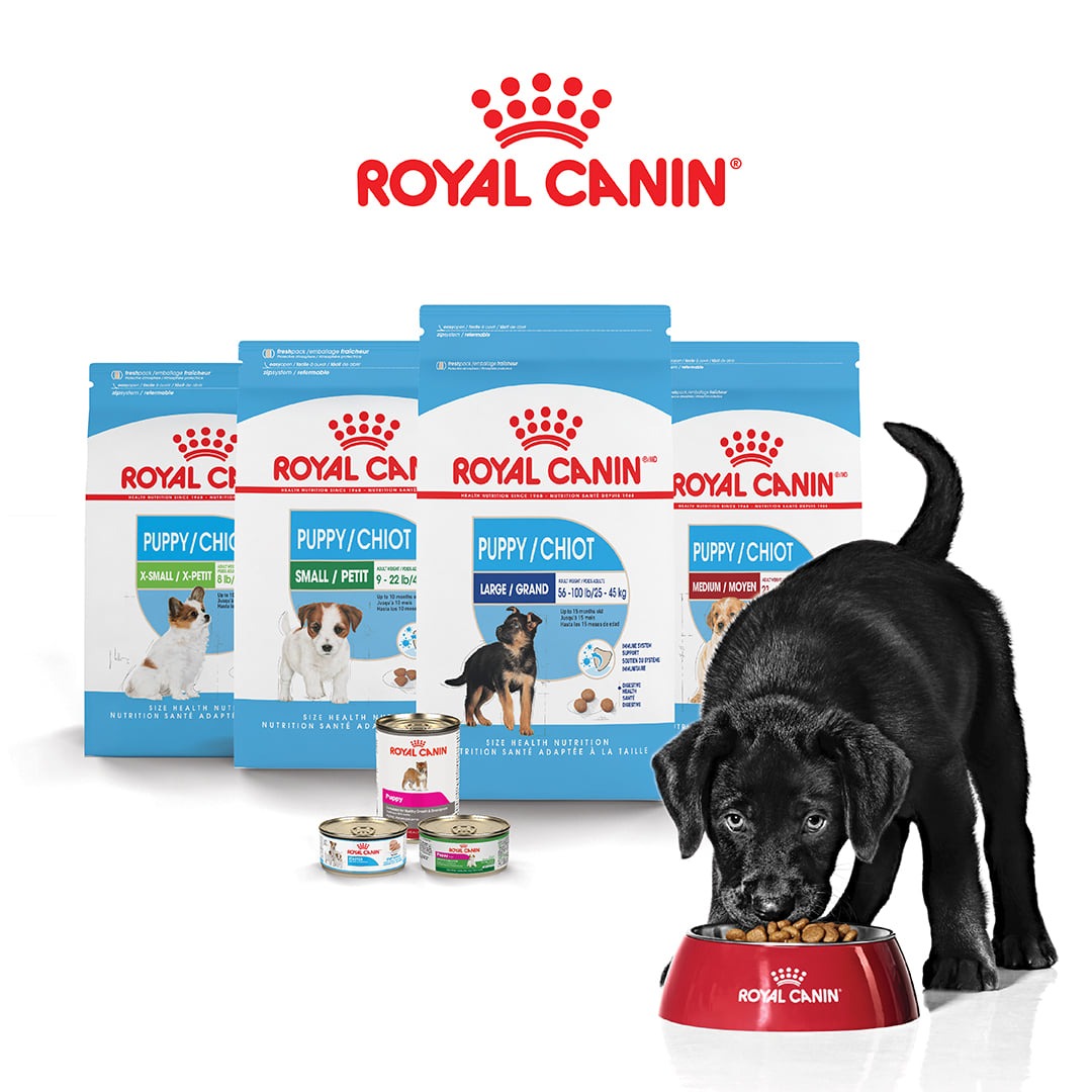 Page de garde 2 Page de garde -ROYAL CANIN Soldes Magasin 475899972 28357751187173090 3865